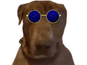 :Teddi-lunettes: