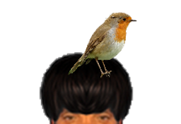 :Rouge_gorge: