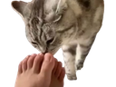 :Chat_lick_feet: