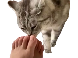 :Chat_lick_feet: