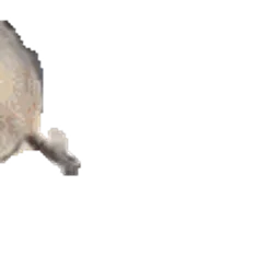 :phoque_boing: