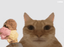 :Chat_parfum_glace: