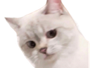 :Cringecat: