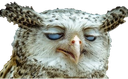 :hibou_crack: