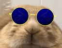 :Lapin_kali_yuga: