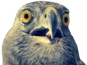 :oiseau_rapace_: