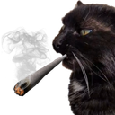 :Chat_fumee: