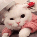 :chatte_kheyette: