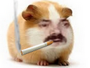 :Hamster_cigare: