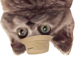 :Chatbobenvers: