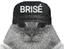 :chat_brise: