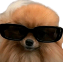 :spitz_lunettes: