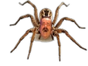 :risiraignier: