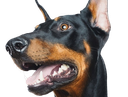 :dobermann: