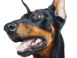 :dobermann: