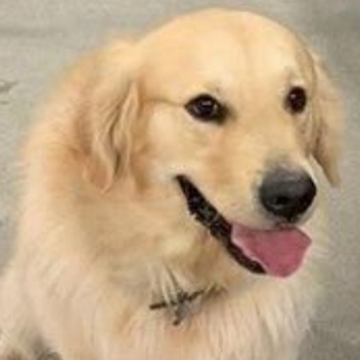 GoldenRetriever