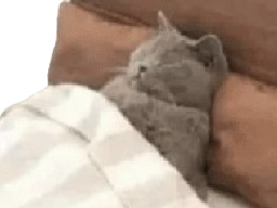 :Chadort: