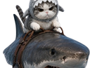 :chat_requin: