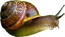 :snail: