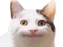 :chat_sourire_rond: