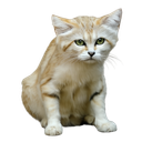 :Chat_desert_fatigue: