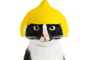 :chatcitron: