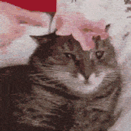:chat_verite: