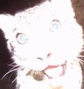 :chatbizarre: