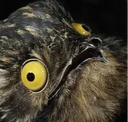 :Piaf_debil: