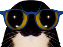 :chat_lunettes_2: