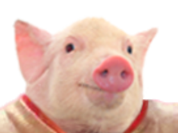 :Cochon_avec_un_col_rouge: