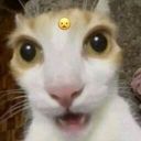 :Chat_trauma: