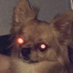 :chien2: