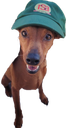 :chienrsa: