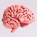 Cerveau