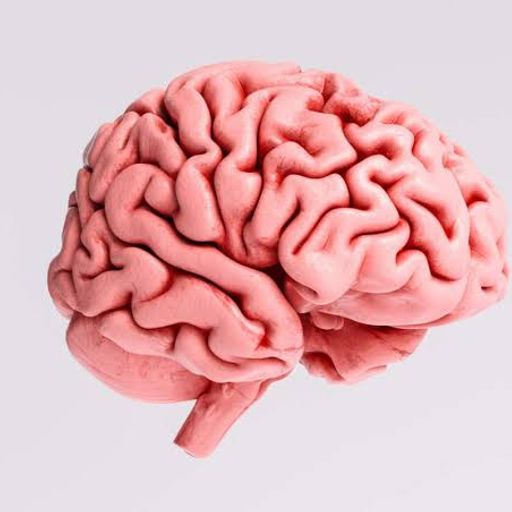 Cerveau