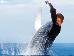 :baleine: