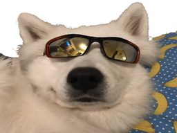 :chien_lunettes: