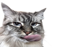 :chatlick2: