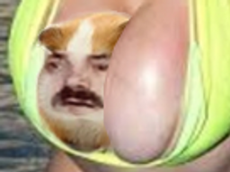 :Hamstazizir: