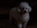 :Chien_Bijou: