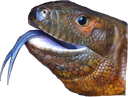 :Lezard4:
