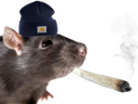 :rat_bedo: