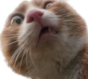 :GUOI: