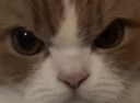 :Chat_zoom_fache_2: