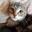 Photo de profil de PetitChaton