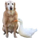 :chien_canard: