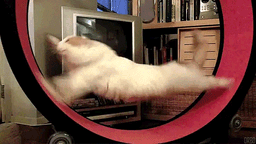 :chat_courir: