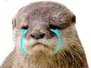 :loutre_triste: