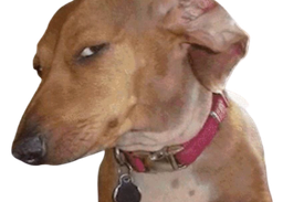 :Chien_dubitatif: